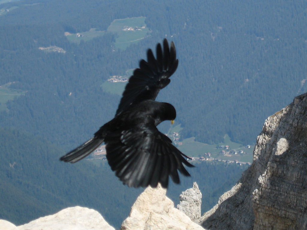 Gracchio alpino