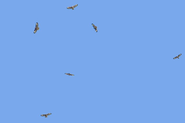 Poiana Buteo buteo