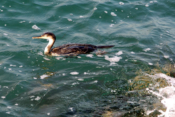 Marangone minore  (Phalacrocorax pygmeus)