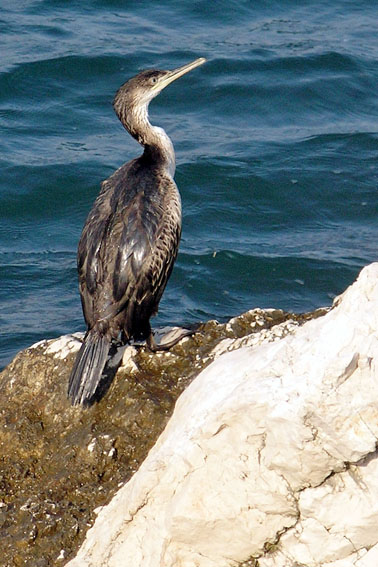 Marangone minore  (Phalacrocorax pygmeus)