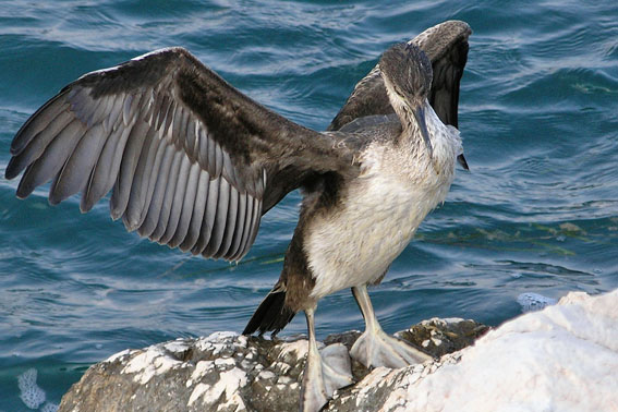 Marangone minore  (Phalacrocorax pygmeus)