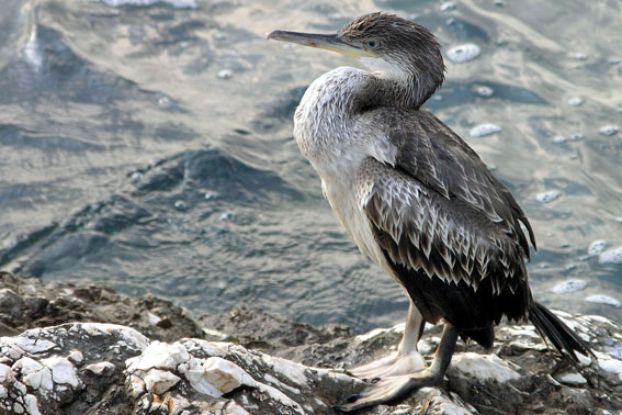 Marangone minore  (Phalacrocorax pygmeus)