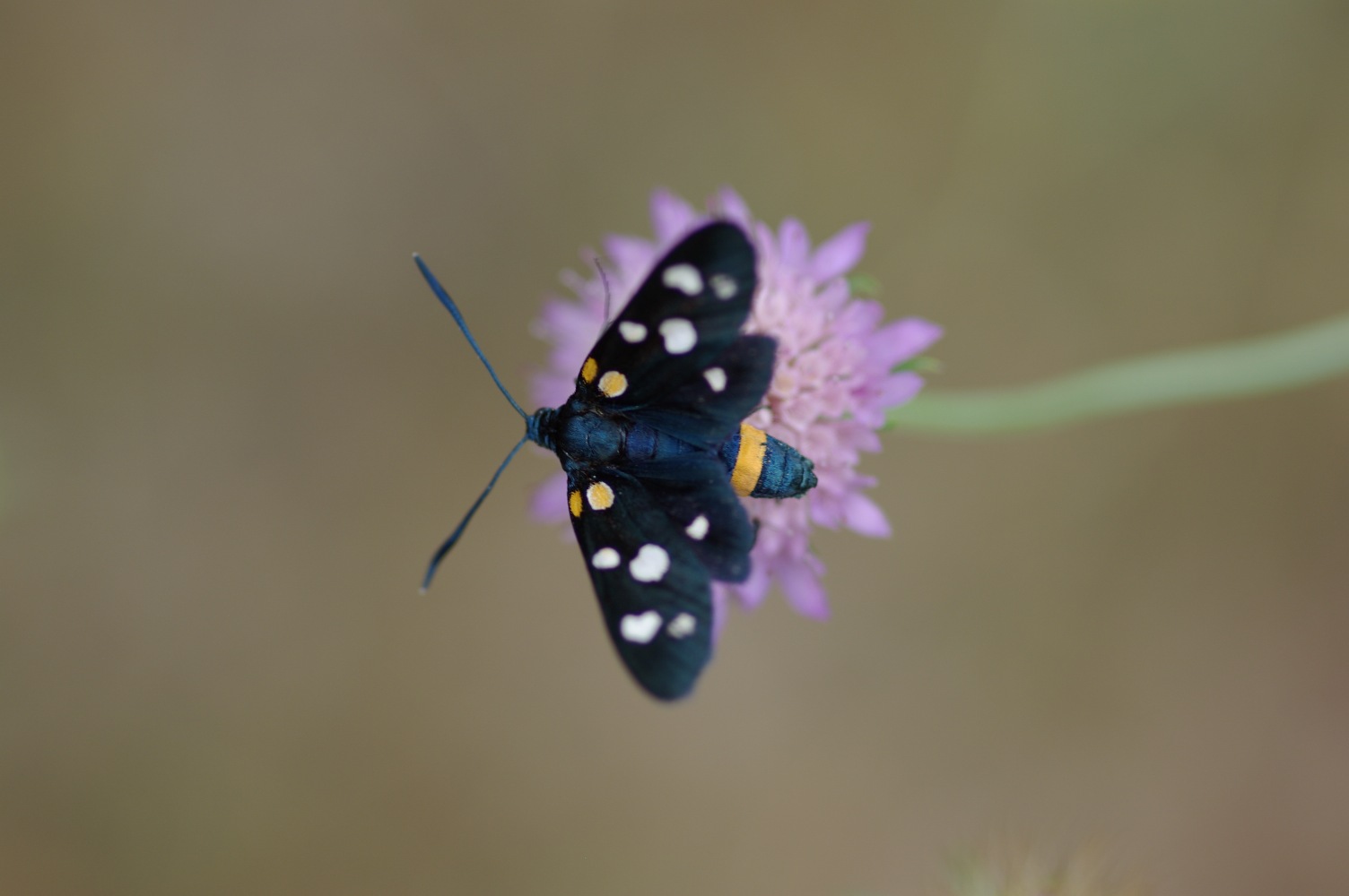 Zygaena ephialtes