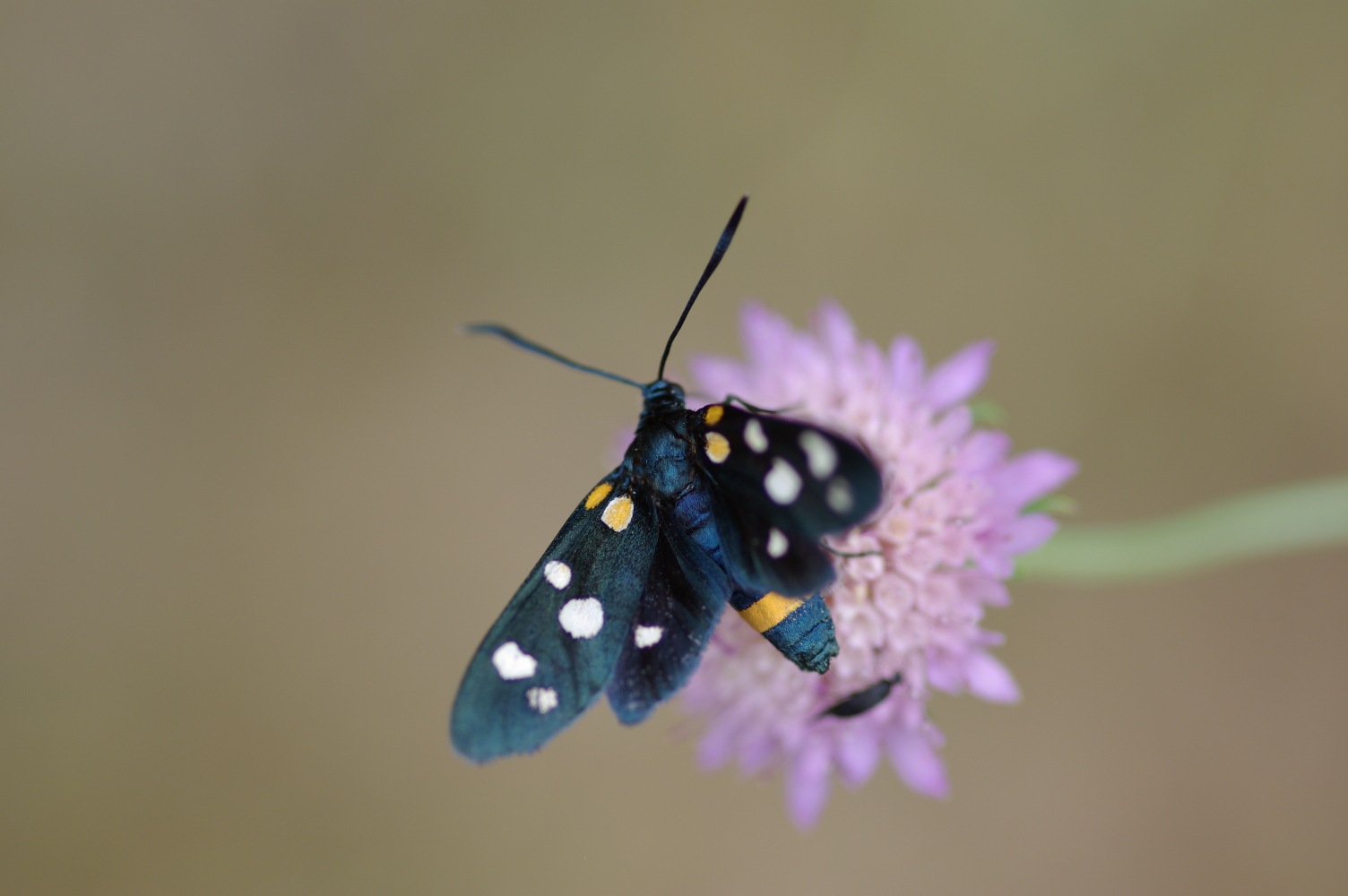 Zygaena ephialtes