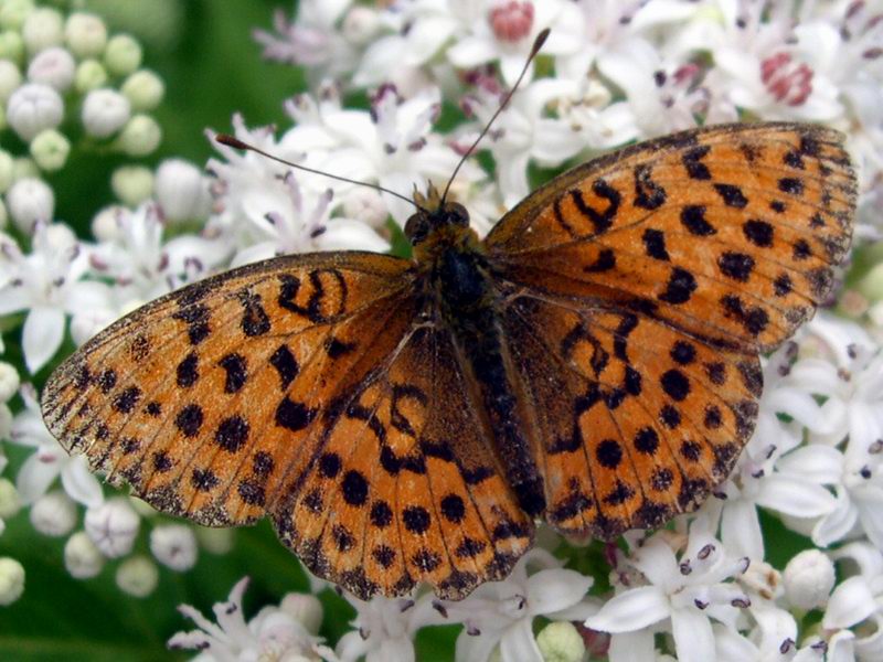Lepidotteri
