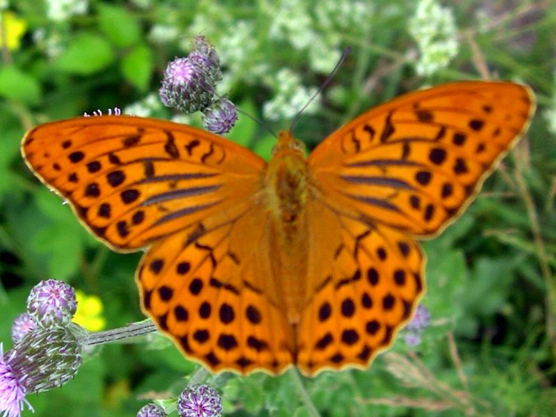 Lepidotteri