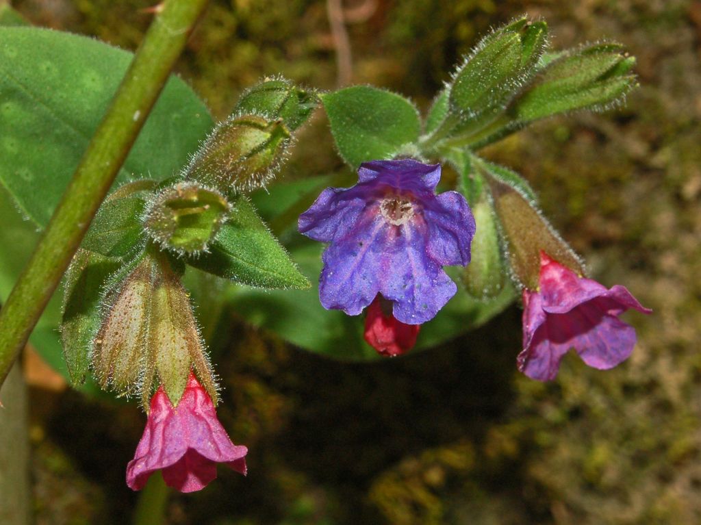 Fiori rosa ed azzurri - Pulmonaria officinalis