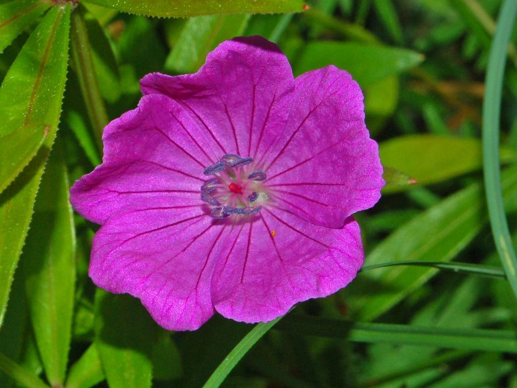 Geranium sanguineum / Geranio sanguigno