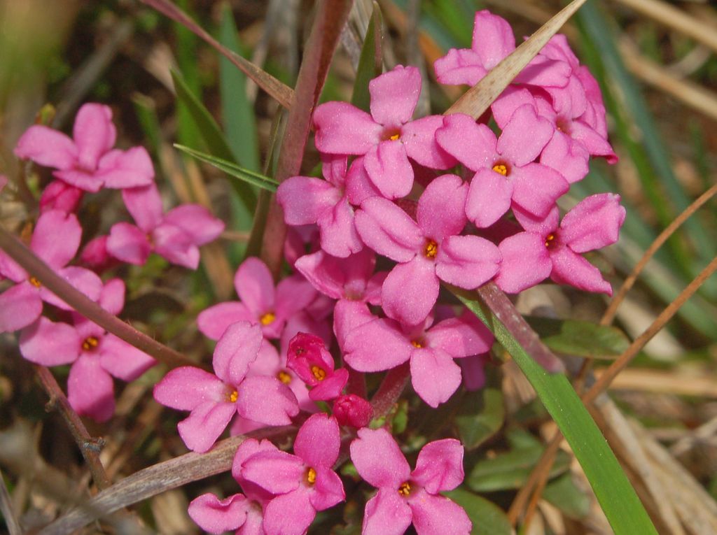 Daphne cneorum / Cneoro