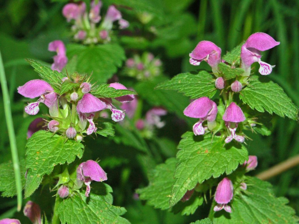 Lamium maculatum / Falsa-Ortica macchiata