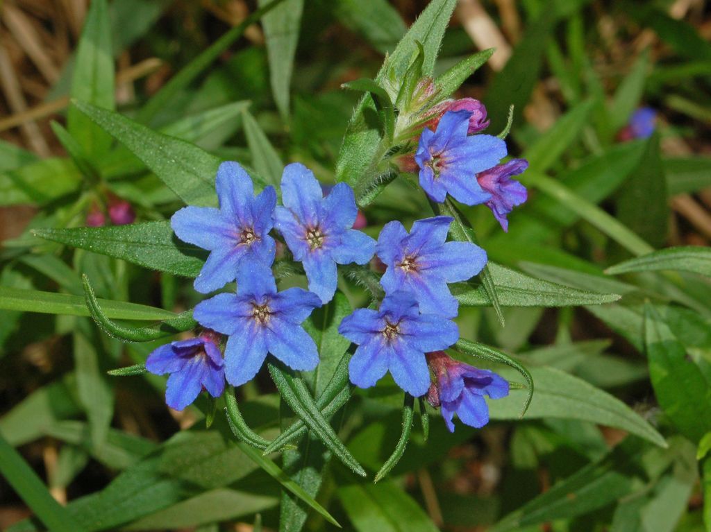 Aegonychon purpurocaeruleum (=Buglossoides purpurocaerulea) / Erba perla azzurra