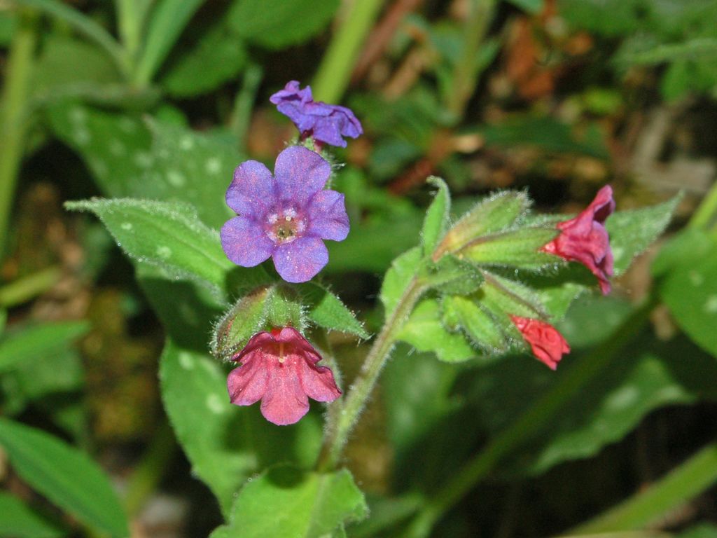 Fiori rosa ed azzurri - Pulmonaria officinalis