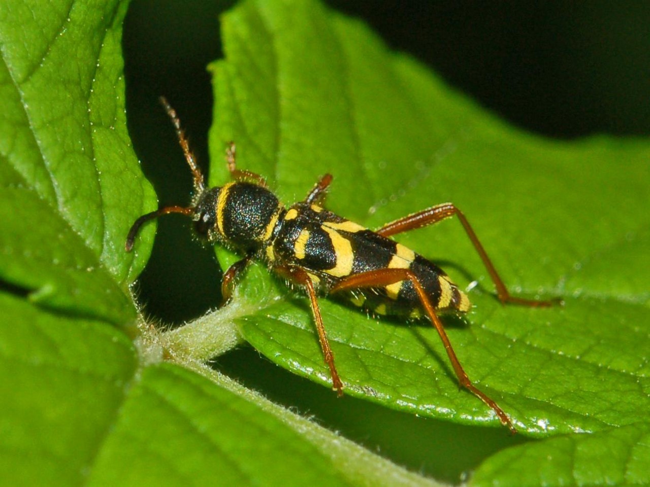 Cerambycidae