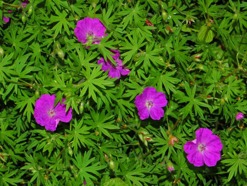 Geranium sanguineum / Geranio sanguigno