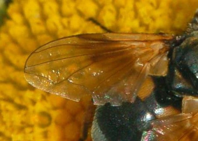 Ectophasia crassipennis femmina