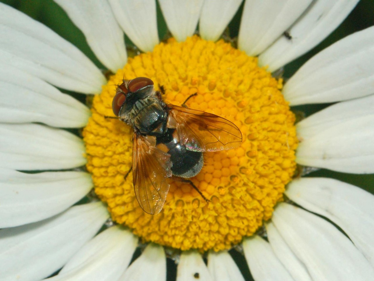 Ectophasia crassipennis femmina