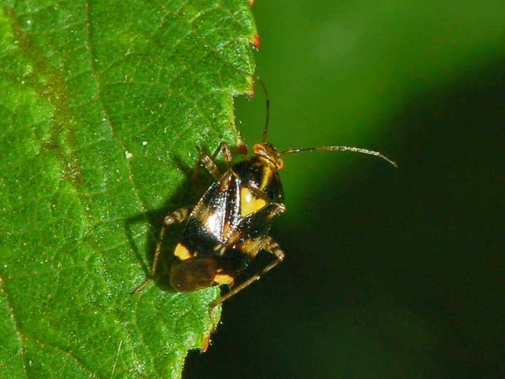 Liocoris tripustulatus
