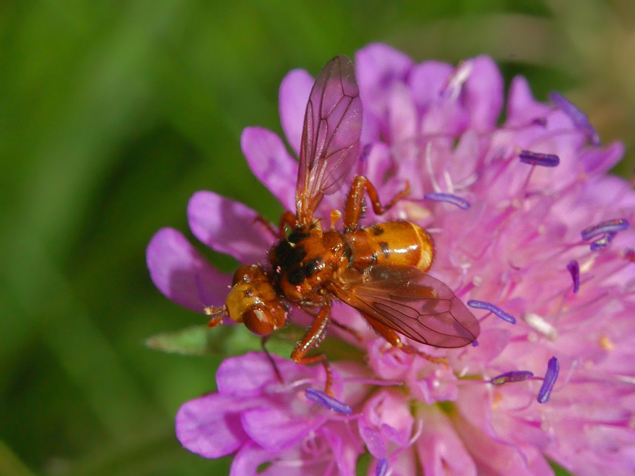 Tachinidae? No Conopidae