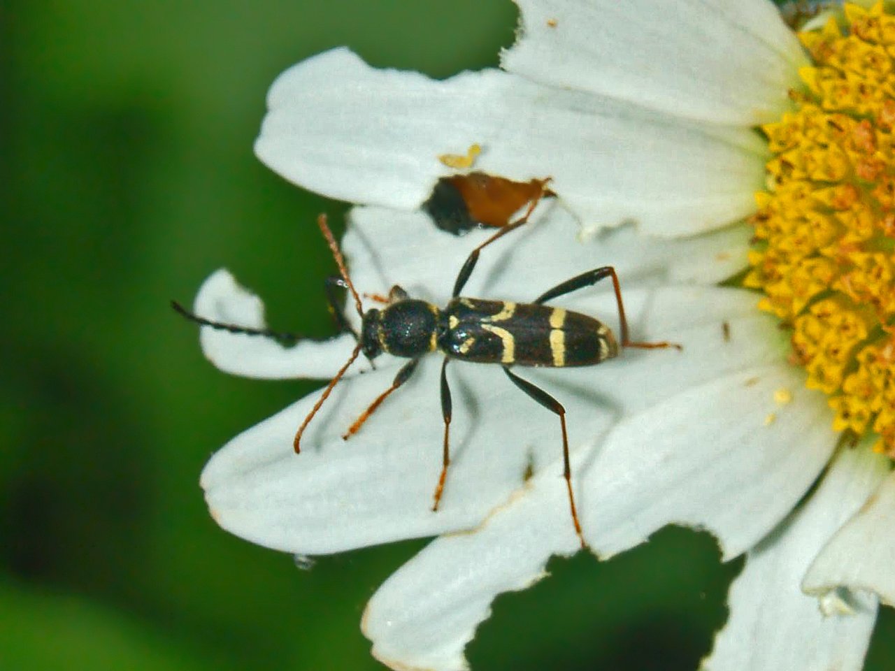 Cerambycidae