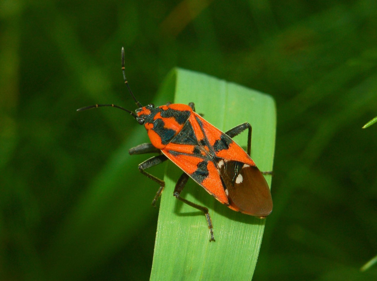 Lygaeidae: due specie del genere Spilostethus