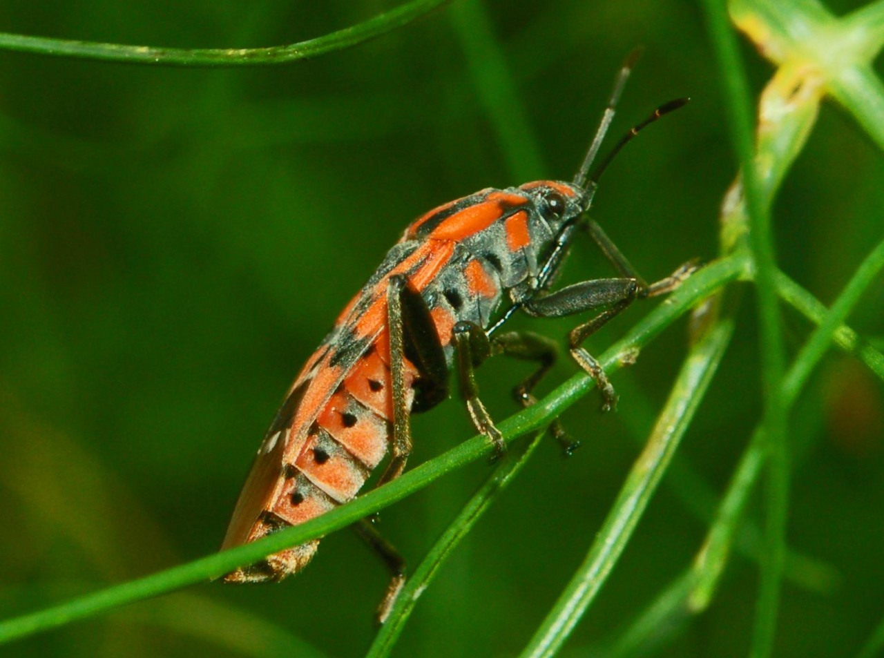 Lygaeidae: due specie del genere Spilostethus