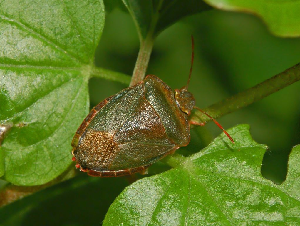 Nezara viridula e Palomena prasina