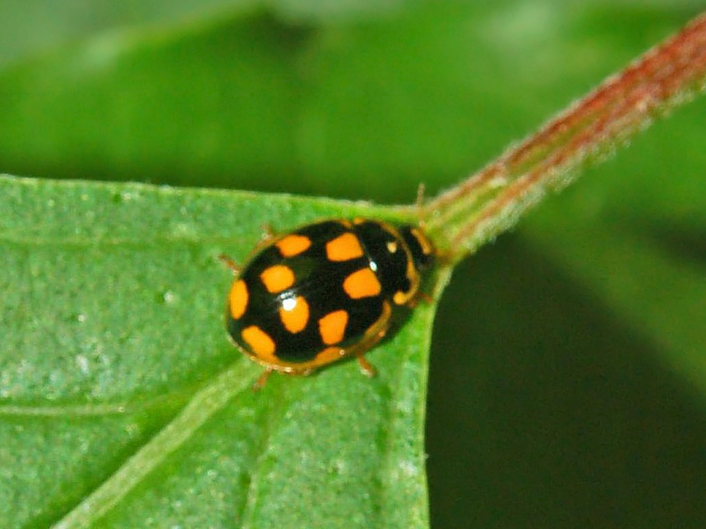 Coccinella da determinare:  Propylea quatuordecimpunctata