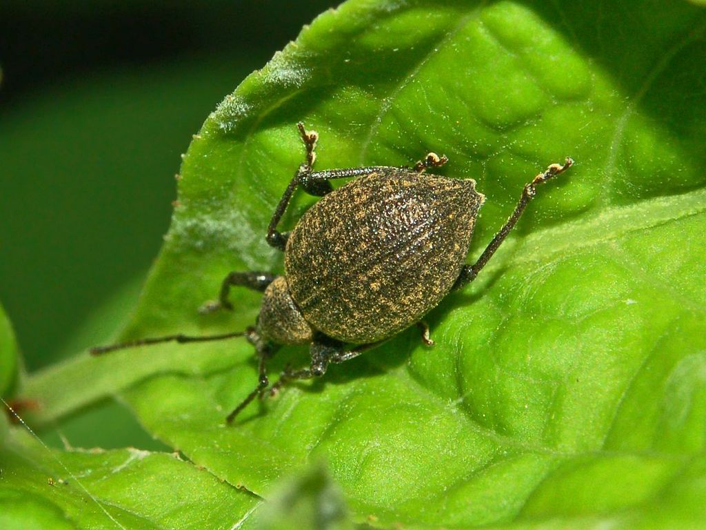 Otiorhynchus pseudonothus (= salicicola) cfr.