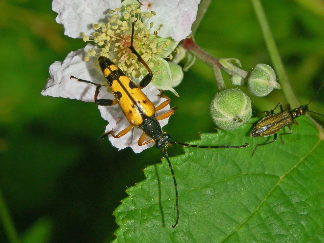 Cerambycidae