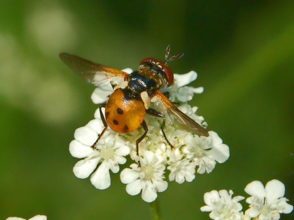Gymnosoma sp.