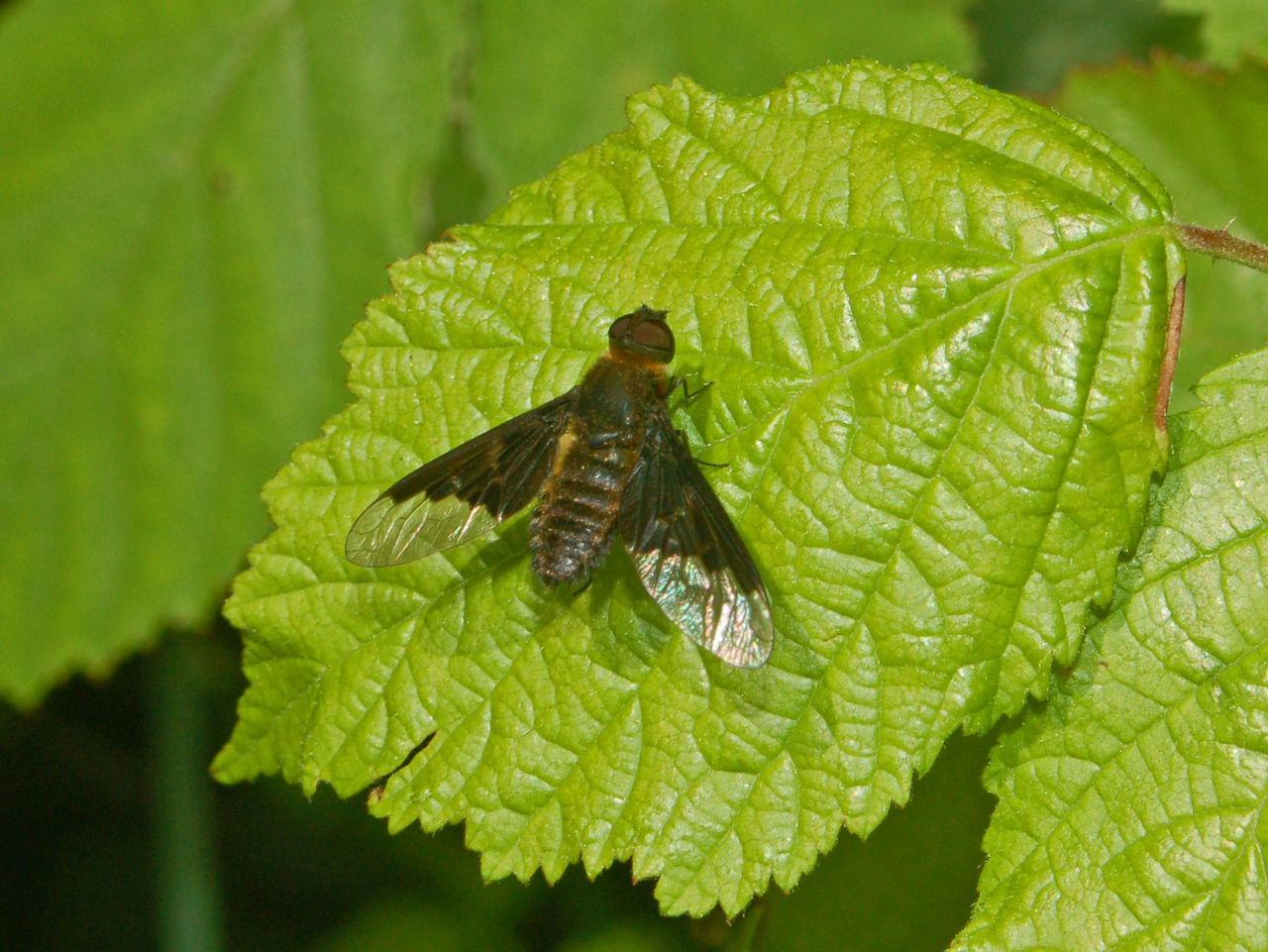 Una mosca dalle grandi ali: Hemipenthes morio