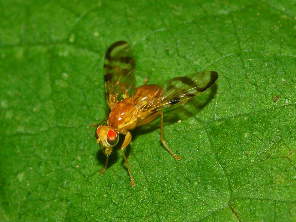 Una piccola mosca da determinare