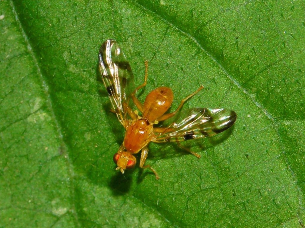Una piccola mosca da determinare