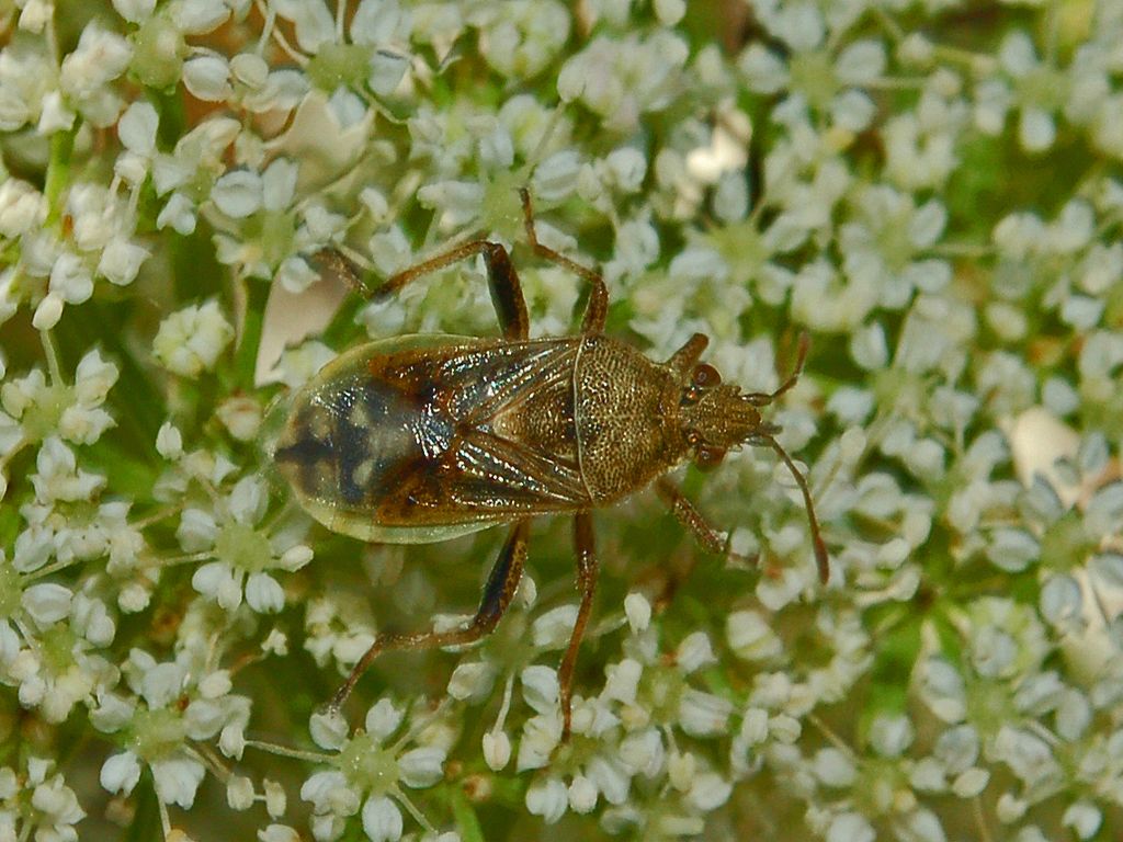 Stictopleurus cfr subtomentosus e Rhopalus lepidus