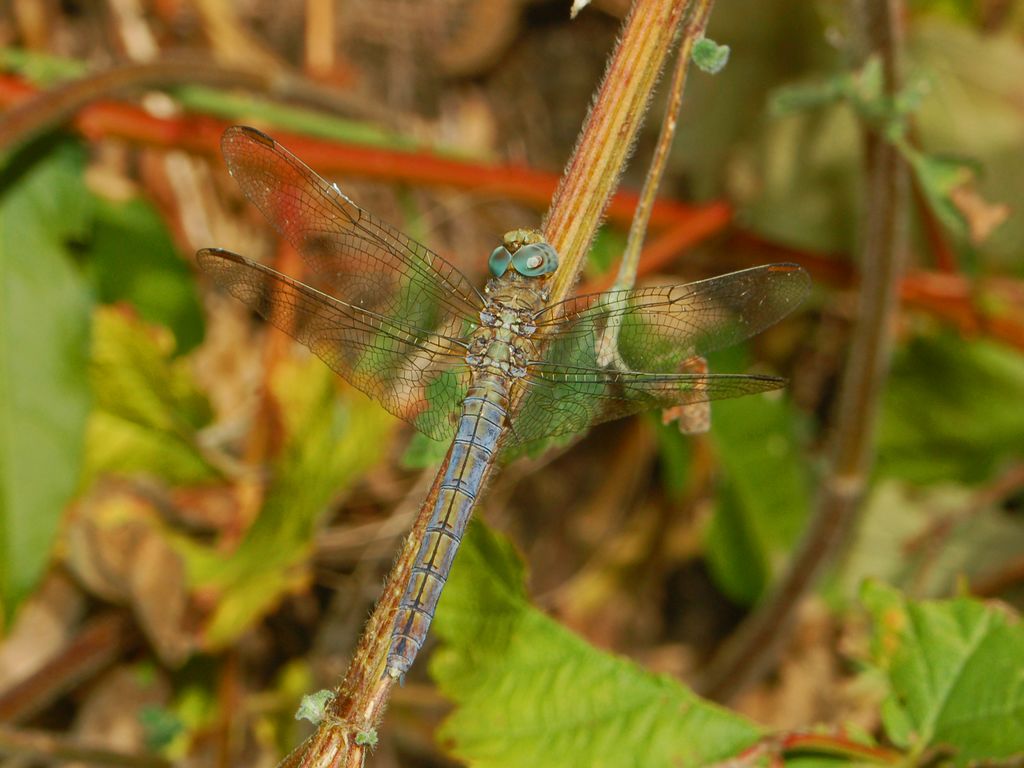 Orthetrum coerulescens (femmina omeocroma)