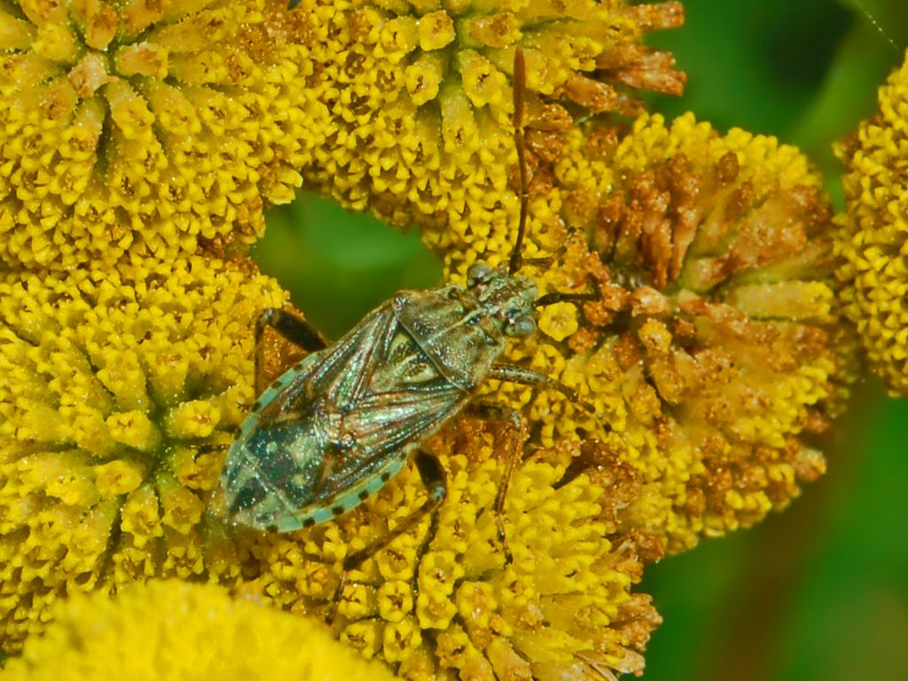 Stictopleurus cfr subtomentosus e Rhopalus lepidus