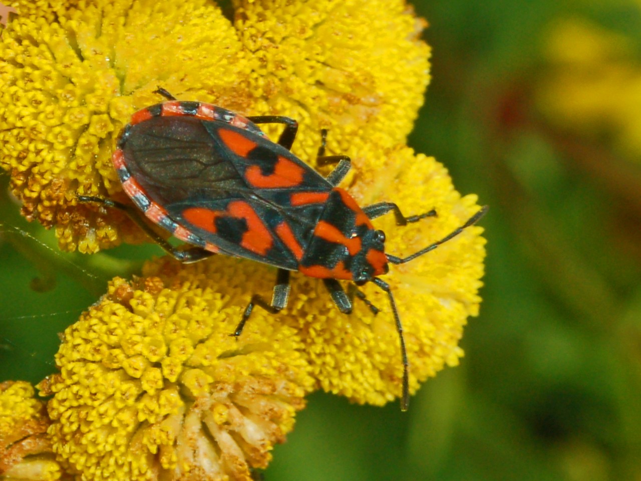 Lygaeidae: due specie del genere Spilostethus