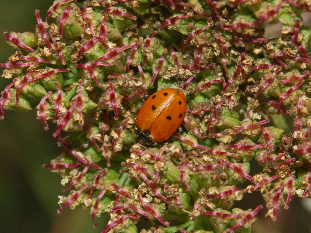 Hippodamia variegata a Genova