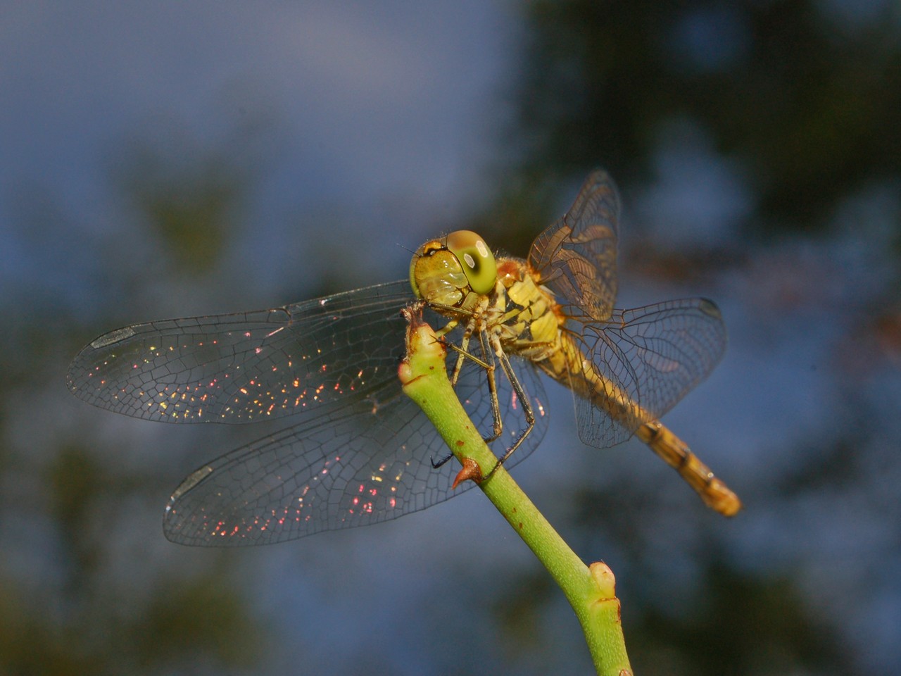 Sympetrum striolatum