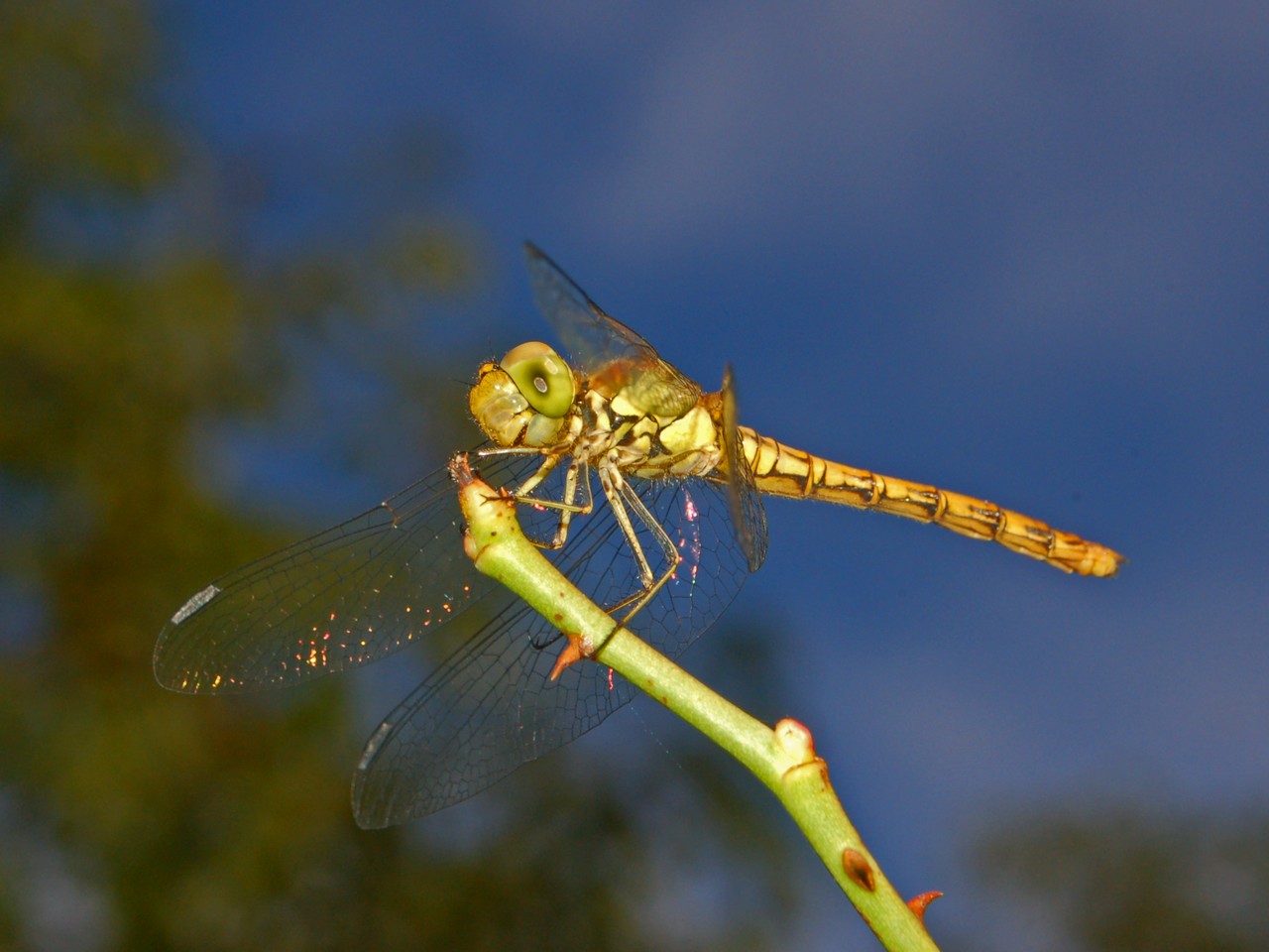Sympetrum striolatum