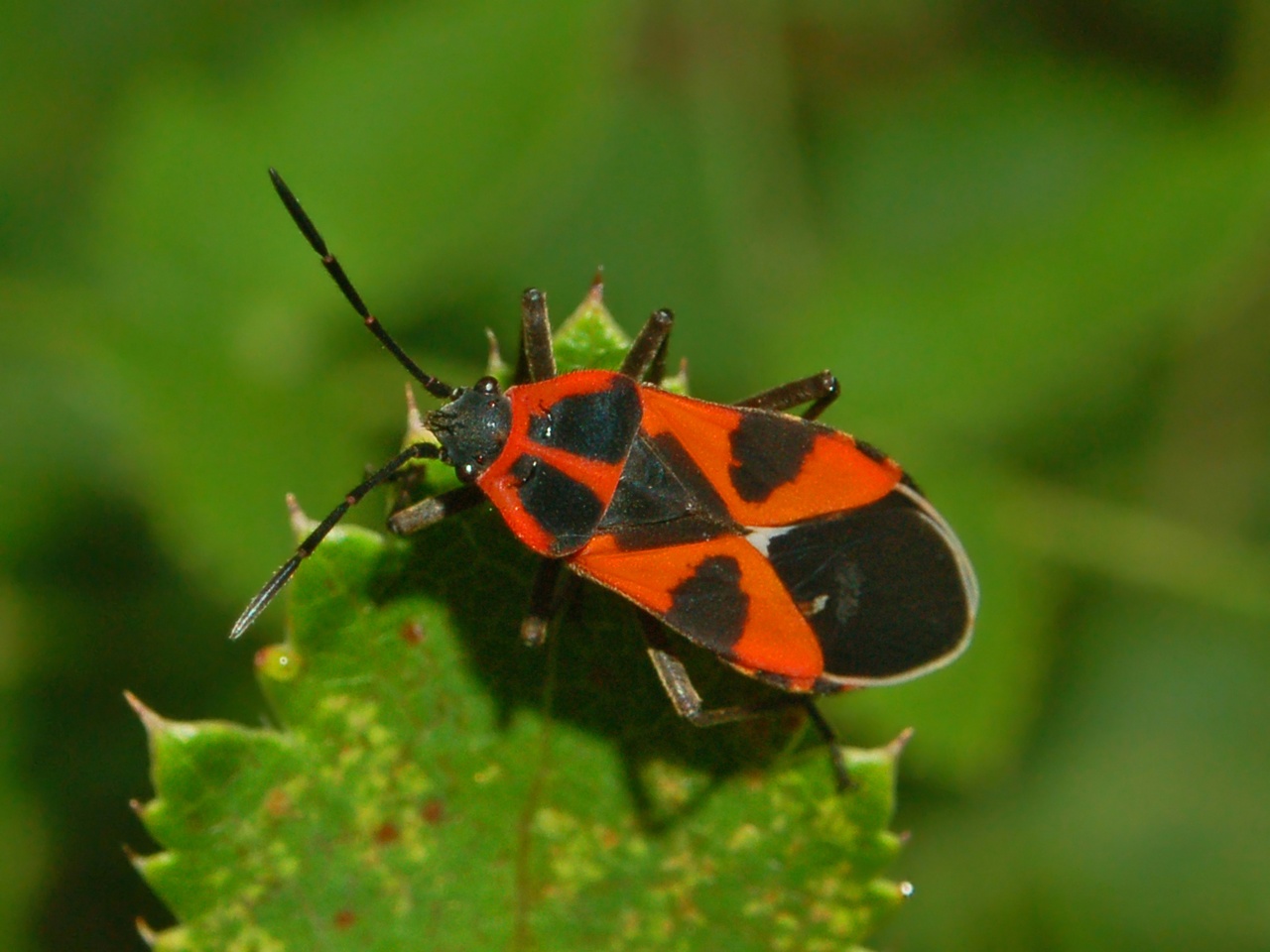 Tropidothorax leucopterus