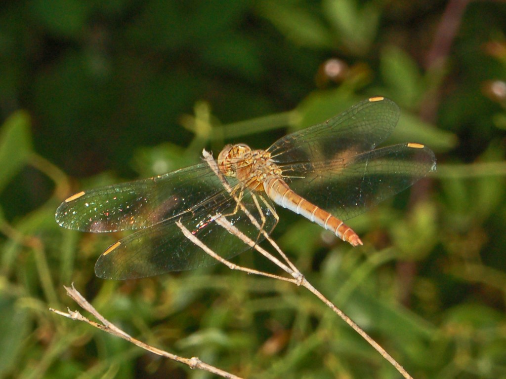 Sympetrum fonscolombii e S. meridionale