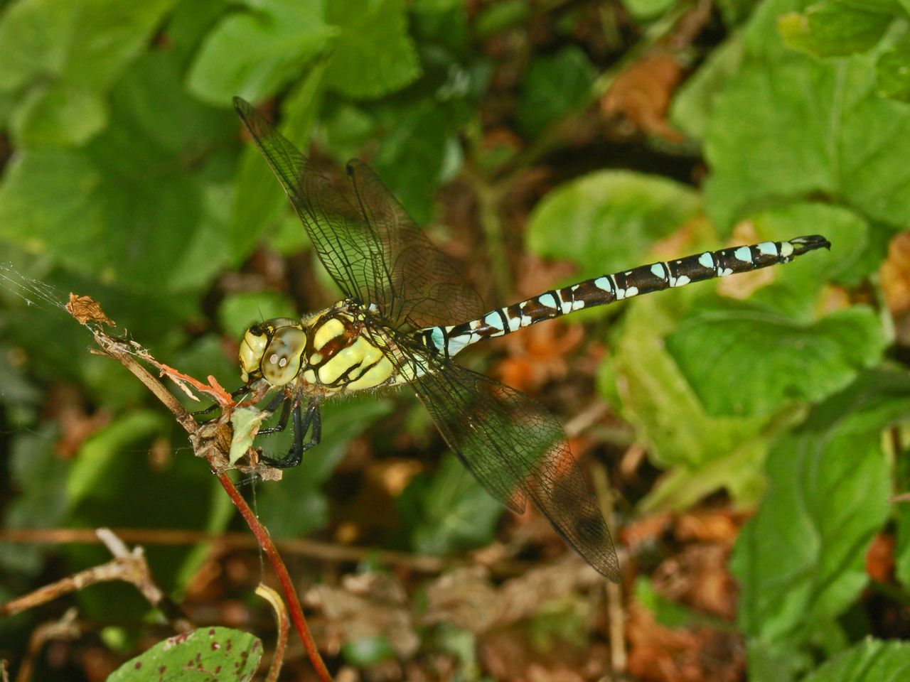 Una grossa libellula: Aeshna cyanea