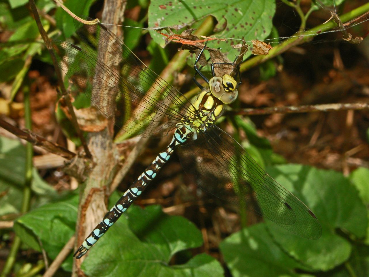 Una grossa libellula: Aeshna cyanea