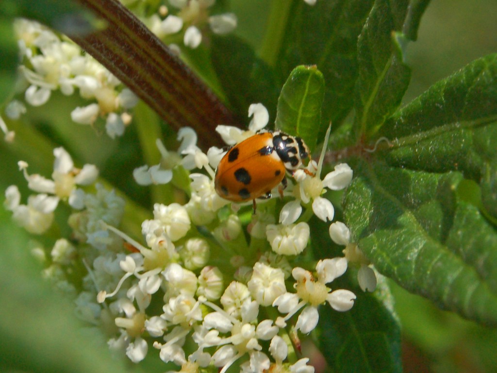 Hippodamia variegata a Genova