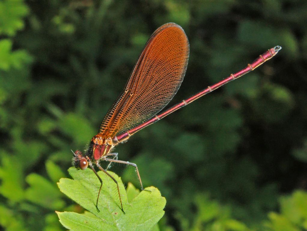 Una bella rossa: Calopteryx haemorrhoidalis occasi