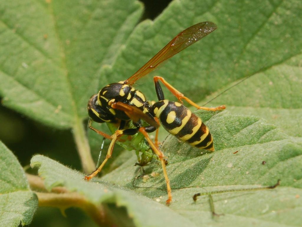 Galleria di insetti predatori e loro prede