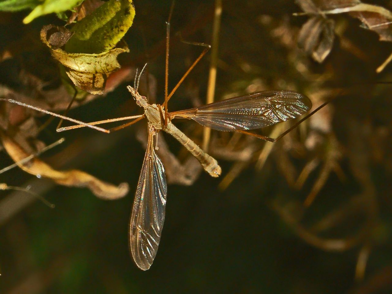 Tipulidae sp.