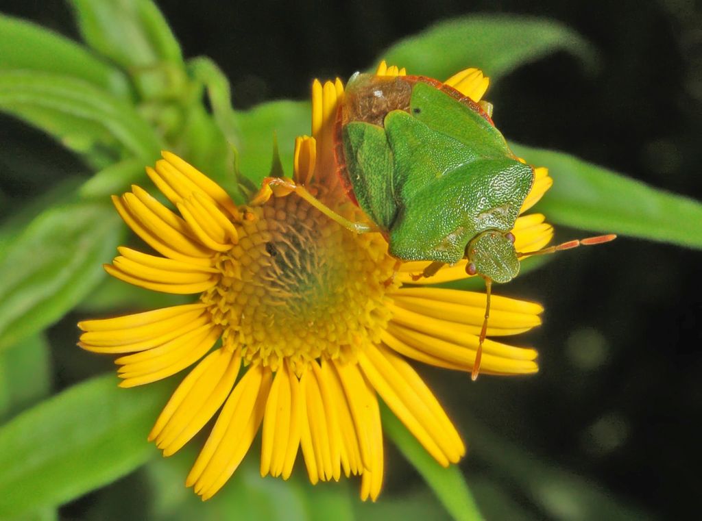 Nezara viridula e Palomena prasina