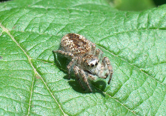 Femmina di Phylaeus chrysops